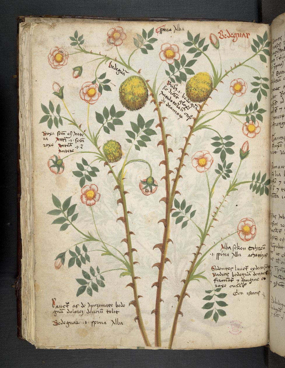 Tilføj MS 41623 f.61v 