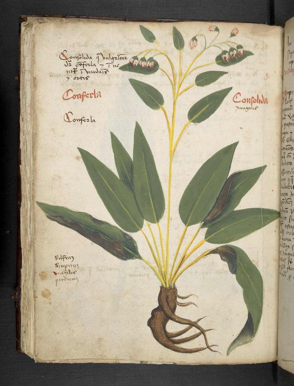 Tilføj MS 41623 f.63v 