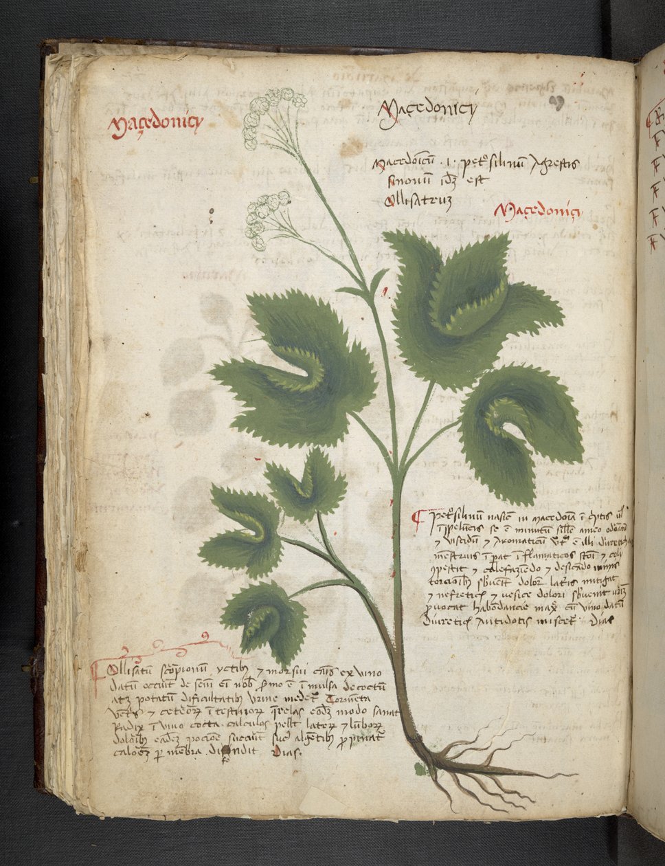 Tilføj MS 41623 f.67v 