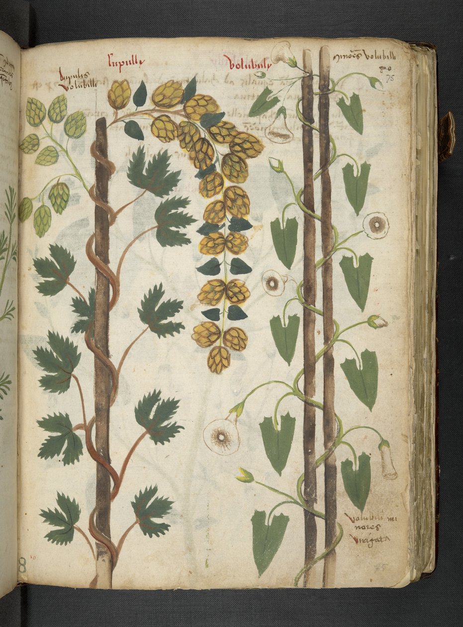 Tilføj MS 41623 f.75r 