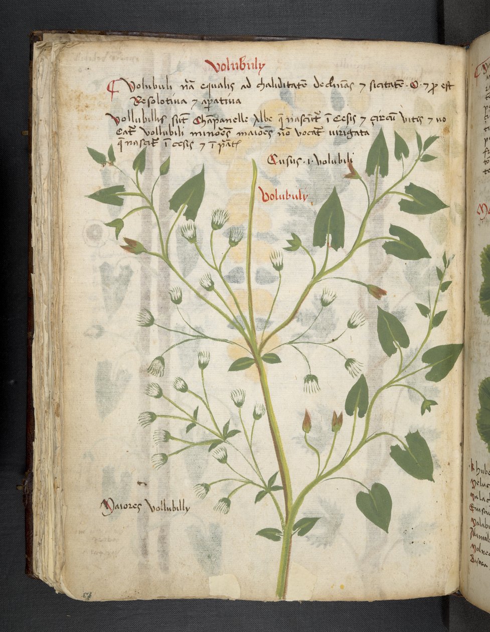 Tilføj MS 41623 f.75v 