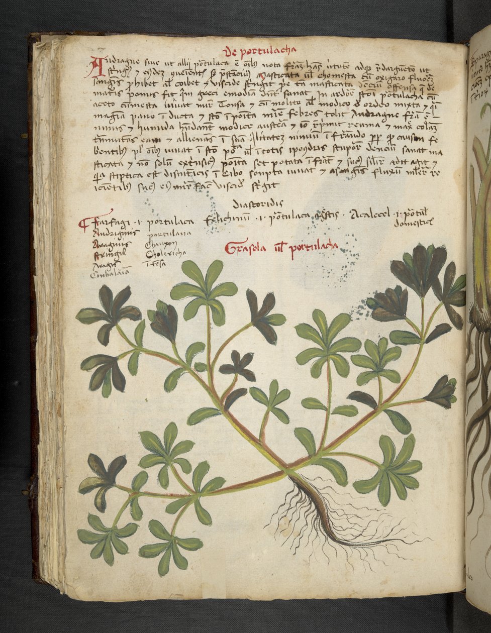 Tilføj MS 41623 f.81v De Portulaca, fra 