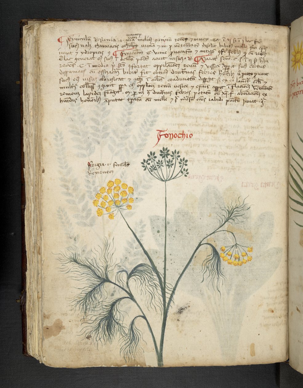 Tilføj MS 41623 f.84v Finocchio, fra 
