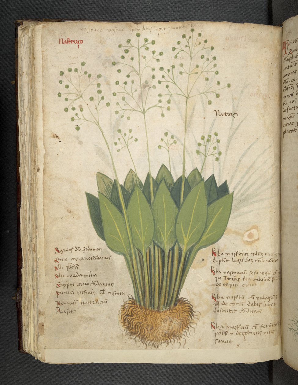 Tilføj MS 41623 f.85v 