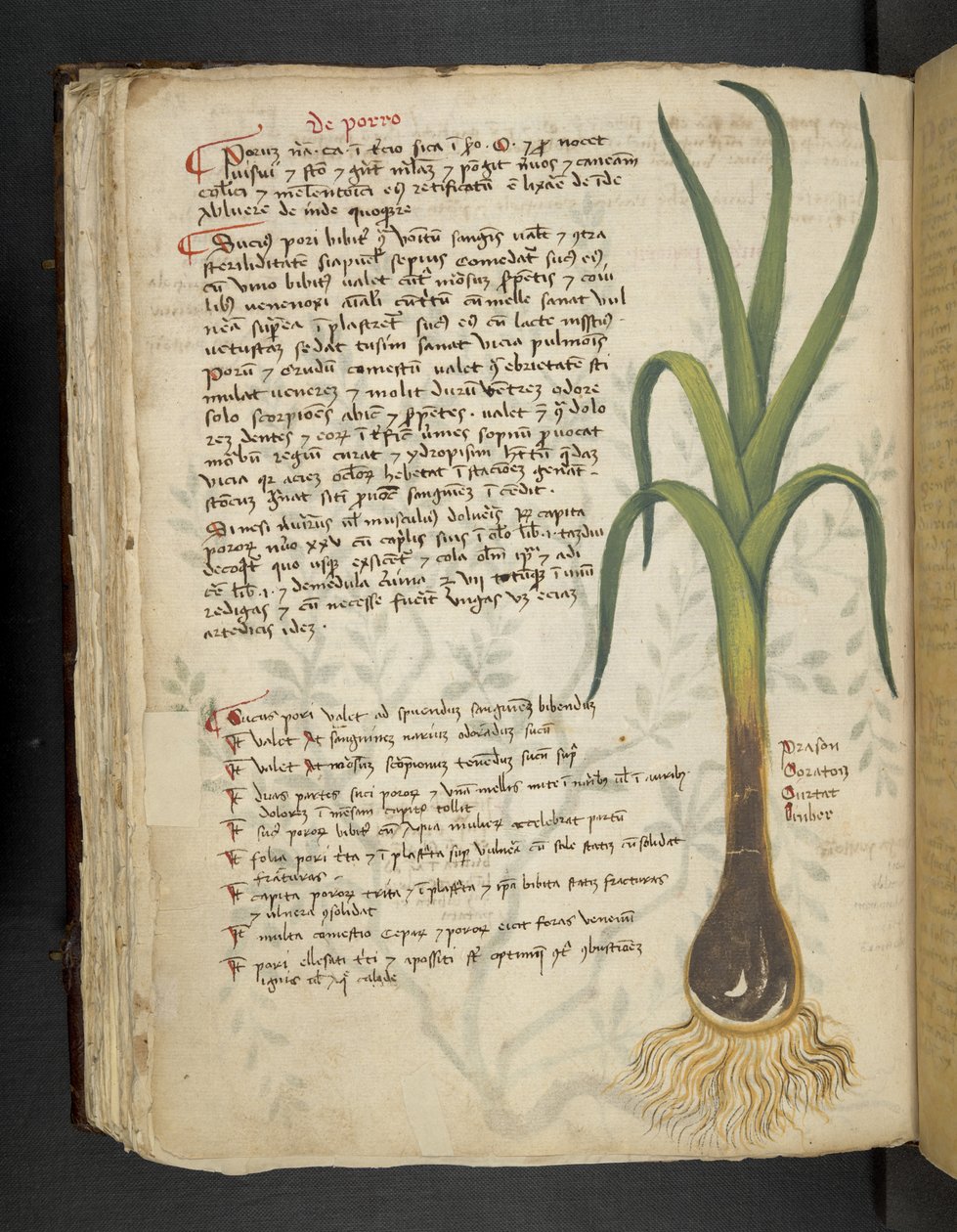 Tilføj MS 41623 f.87v De Porro 