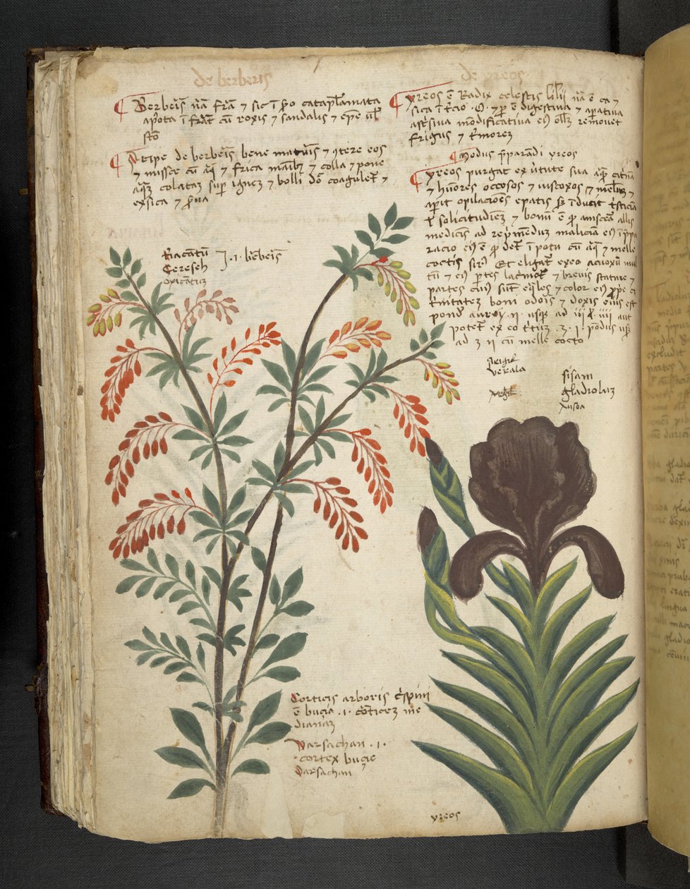 Tilføj MS 41623 f.89v 