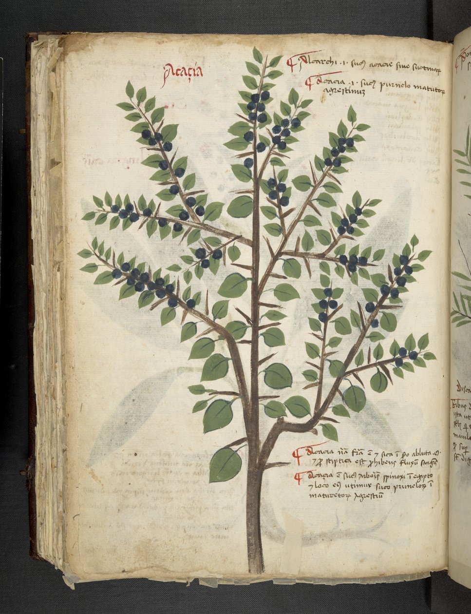 Tilføj MS 41623 f.95v 