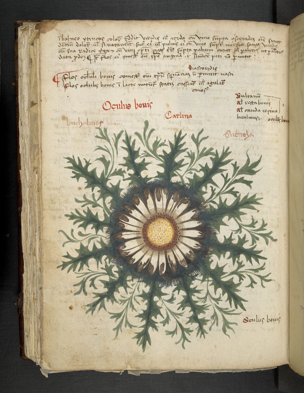 Tilføj MS 41623 f.97v Carlina, fra 
