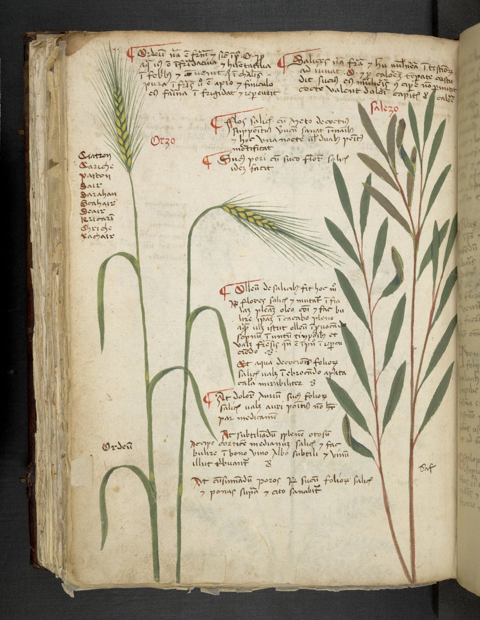 Tilføj MS 41623 f.98v Orzo, fra 