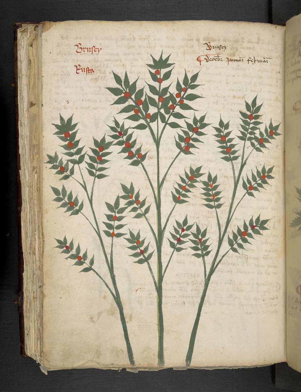 Tilføj MS 41623 f.99v 