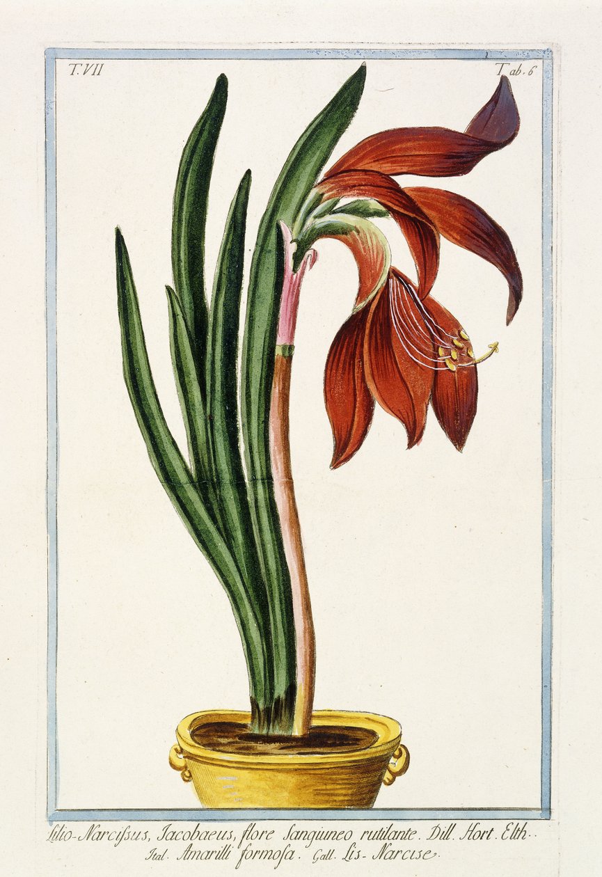 Amaryllis Formosa, 1772-1784 af Italian School