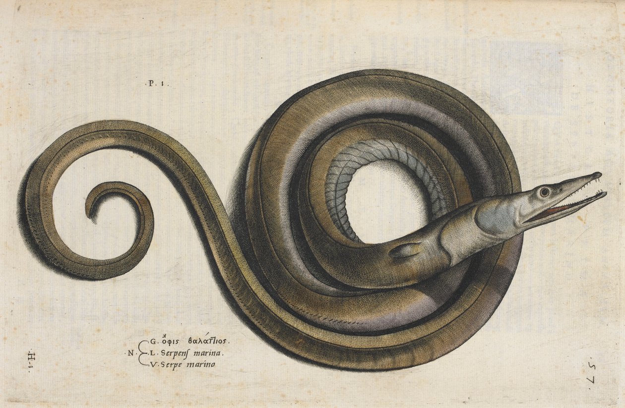 En ål, illustration fra 