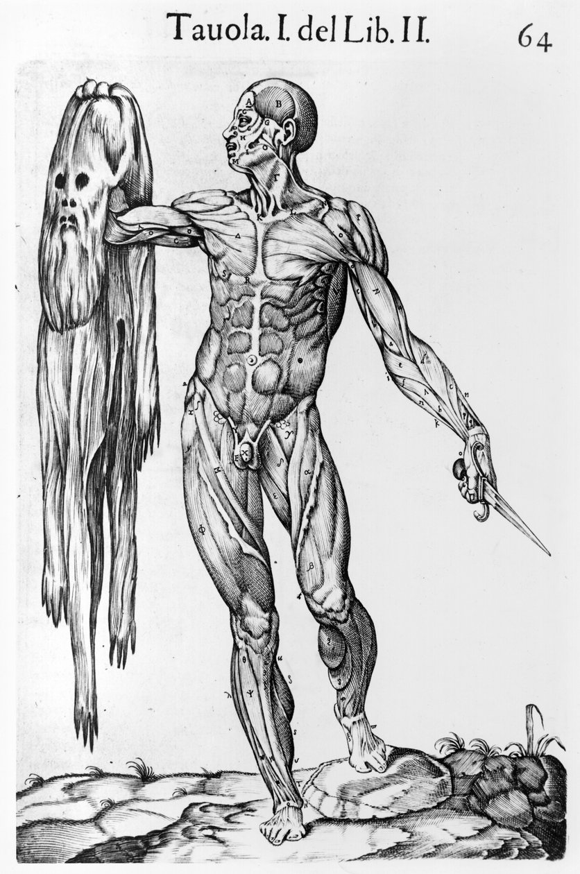 Anatomical Study, plade 64, illustration fra Anatomia del corpo humano af Juan de Valverde (c.1525-c.1587) Rom, 1560 af Italian School