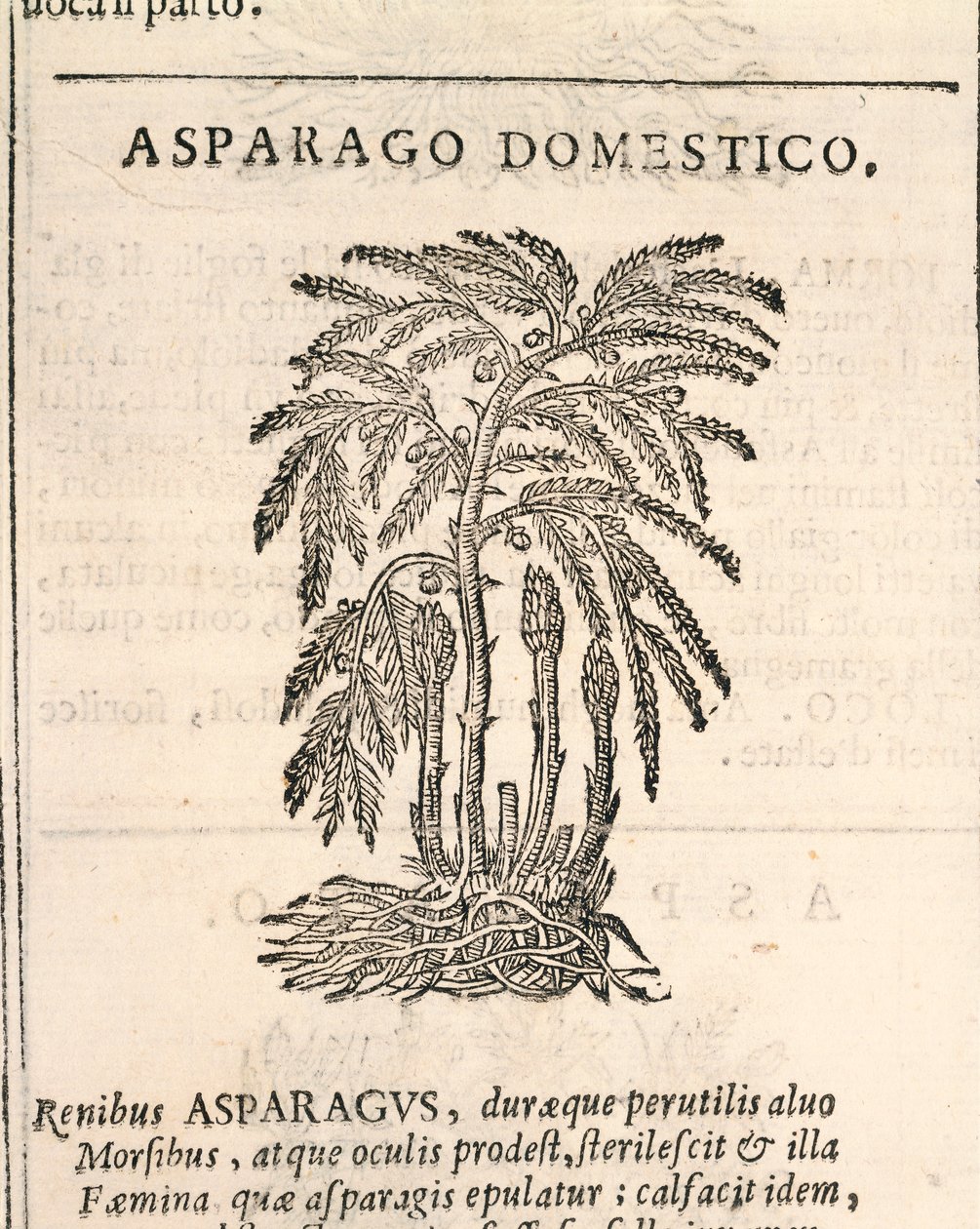 Asparges (Asparagus officinalis), gravering af Castore Durante af Italian School