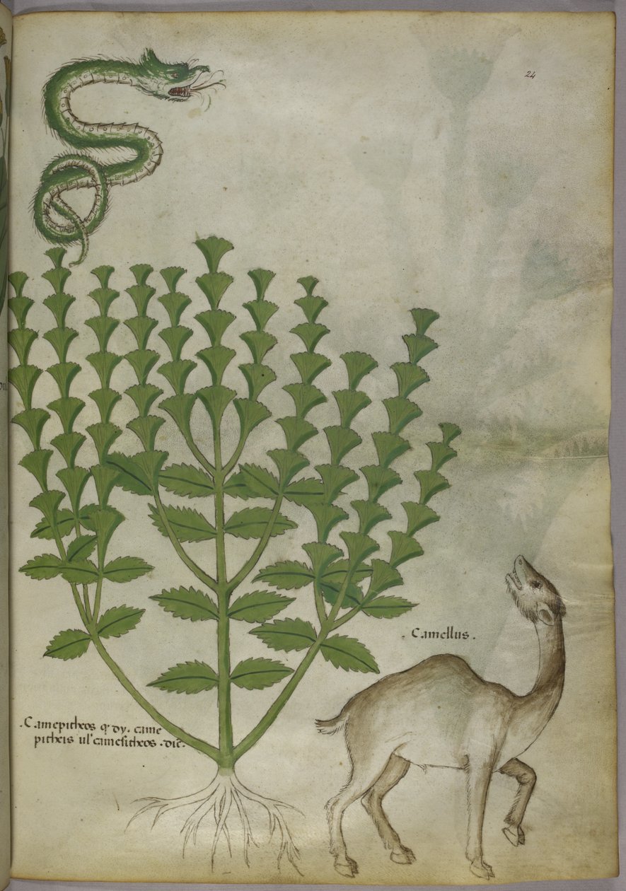 Botanisk illustration af en plante, en slange og en kamel, c.1440 af Italian School