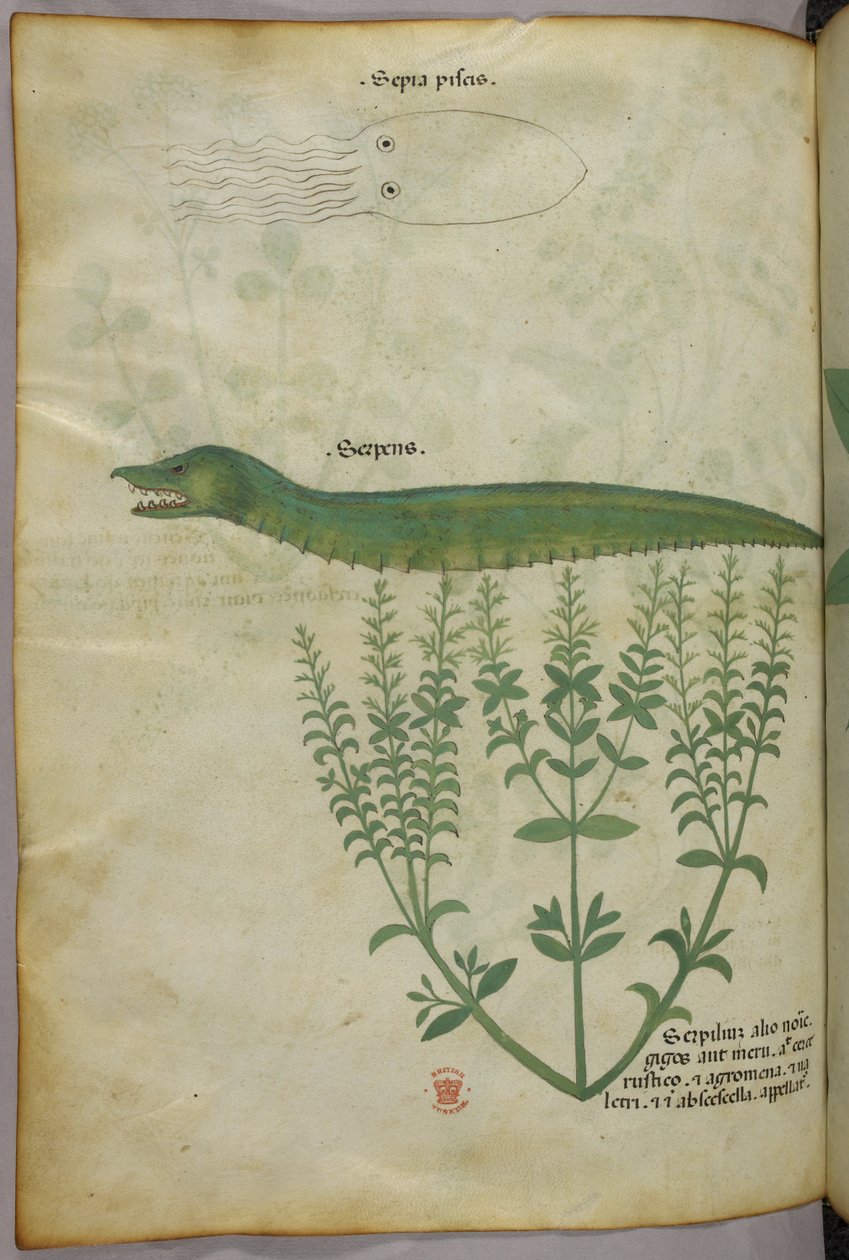 Botanisk og animalsk illustration af en plante, en blæksprutte og en slange, ca. 1440 (blæk og farve på pergament) af Italian School