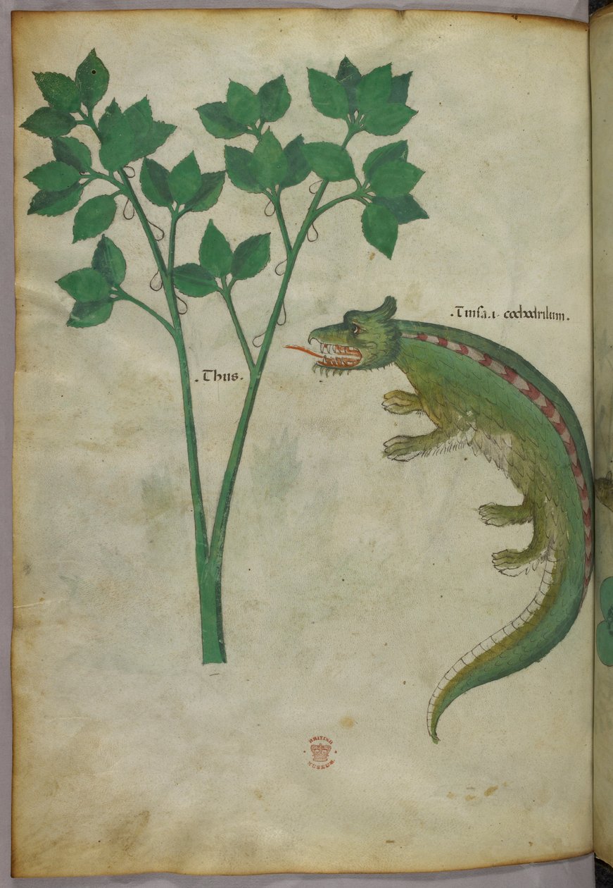 Botanisk og animalsk illustration af en plante og en krokodille, ca. 1440 (blæk og farve på pergament) af Italian School
