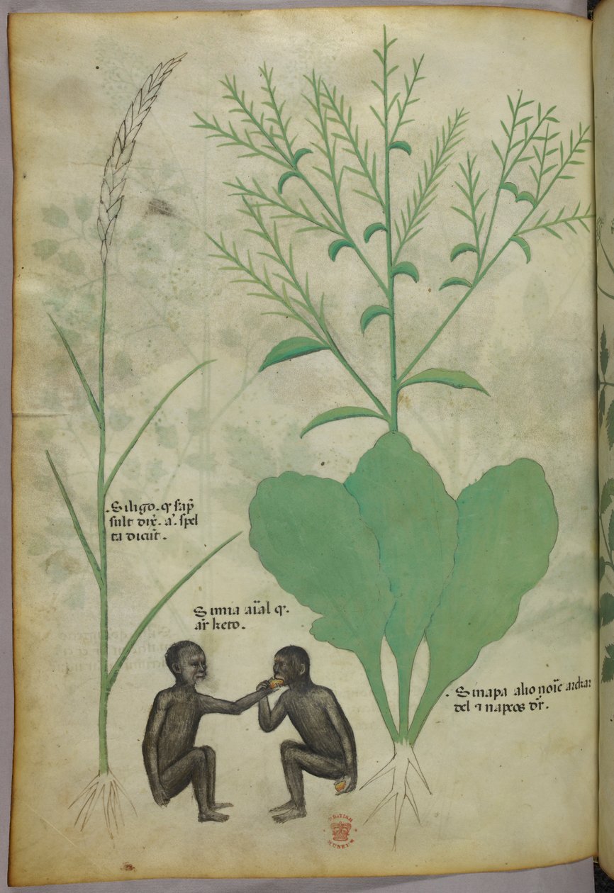 Botanisk og animalsk illustration af en plante og to aber, ca. 1440 (blæk og farve på pergament) af Italian School