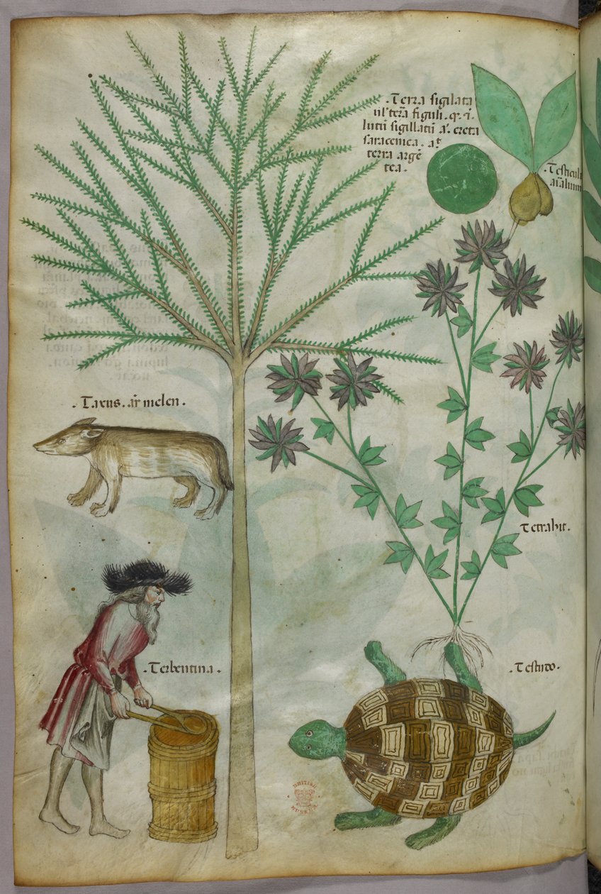 Botanisk og animalsk illustration af planter, en skildpadde, en mand og et andet dyr, ca. 1440 (blæk og farve på pergament) af Italian School