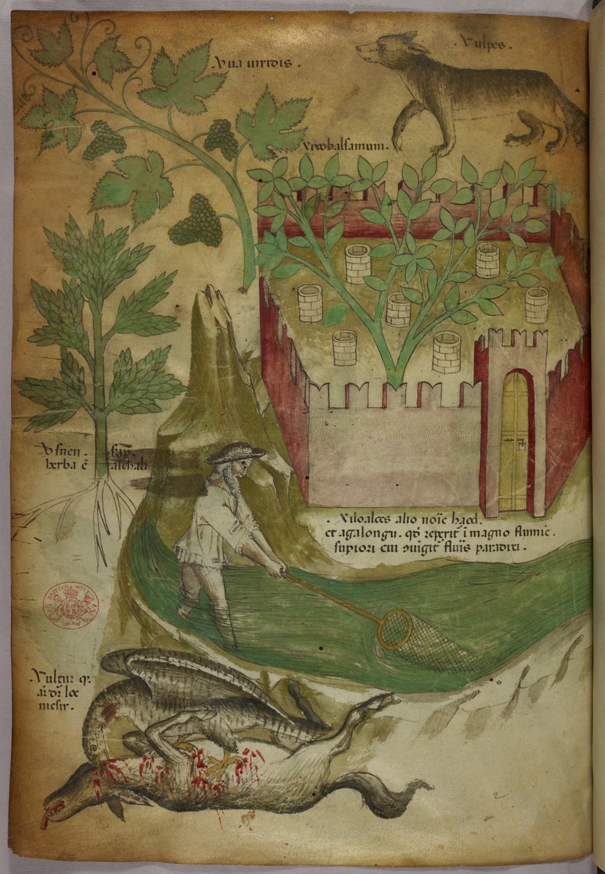 Botanisk og animalsk illustration af planter, en indhegnet have, en ulv, en mand, der fisker i et vandløb med et net, og en grib, der hakker i et dyrekadaver, ca. 1440 (blæk og farve på pergament). af Italian School
