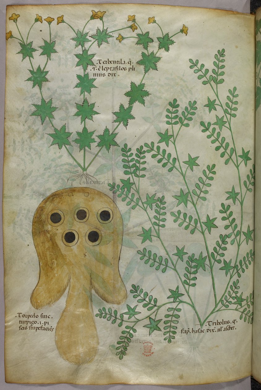 Botanisk og animalsk illustration af planter og en torpedofisk, ca. 1440 (blæk og farve på pergament) af Italian School
