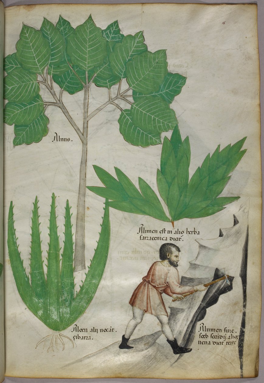 Botanisk illustration af en mand med en økse, der bryder sten for at udvinde alun, ca. 1440 (blæk og farve på pergament) af Italian School