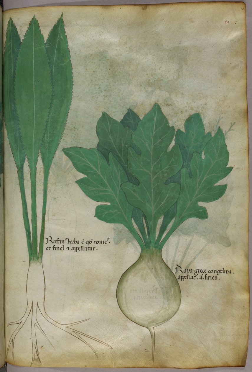 Botanisk illustration, ca. 1440 (blæk og farve på pergament) af Italian School