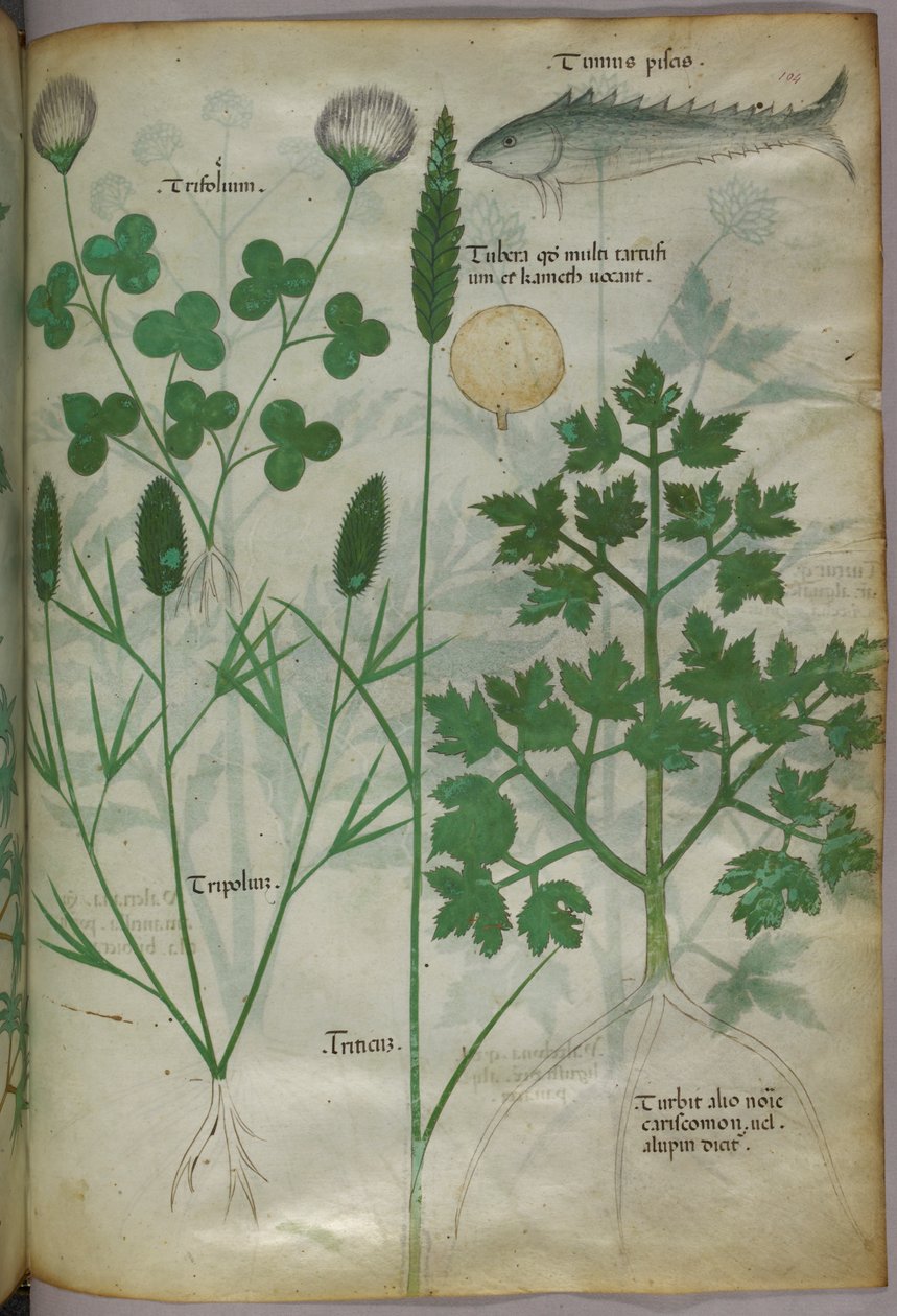 Botanisk illustration, ca. 1440 (blæk og farve på pergament) af Italian School