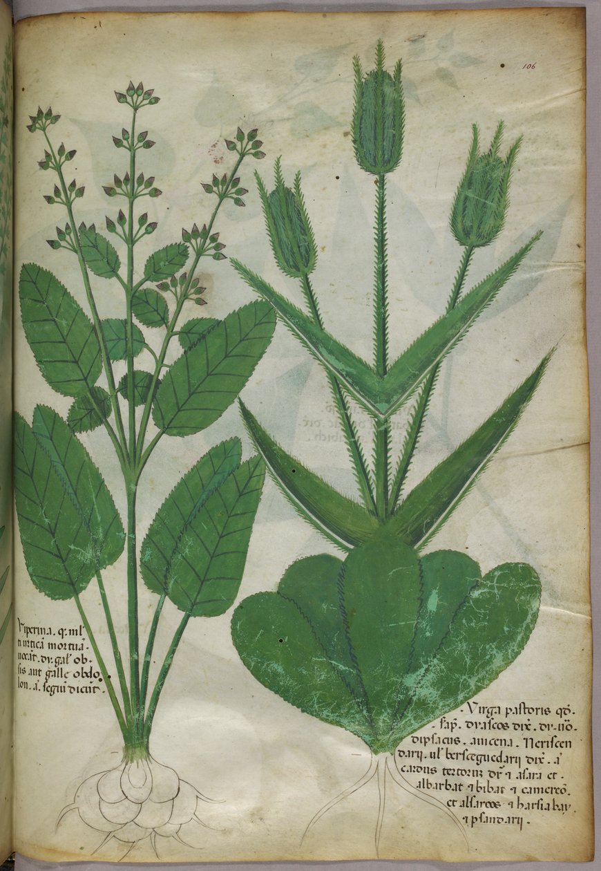 Botanisk illustration, ca. 1440 (blæk og farve på pergament) af Italian School