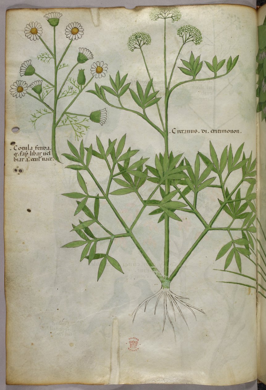 Botanisk illustration, ca. 1440 (blæk og farve på pergament) af Italian School