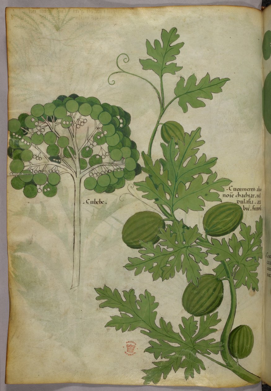 Botanisk illustration, ca. 1440 (blæk og farve på pergament) af Italian School