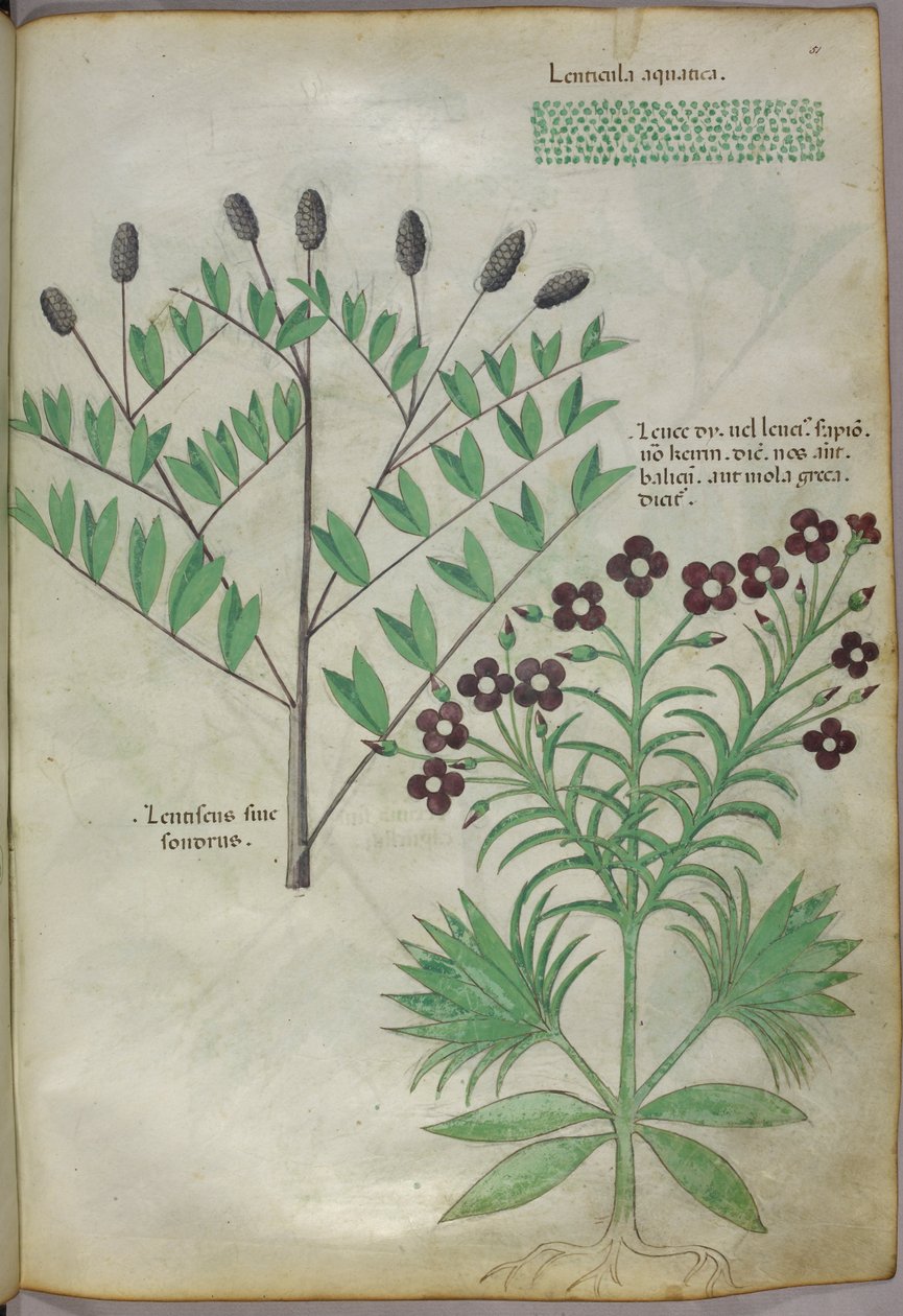 Botanisk illustration, ca. 1440 (blæk og farve på pergament) af Italian School