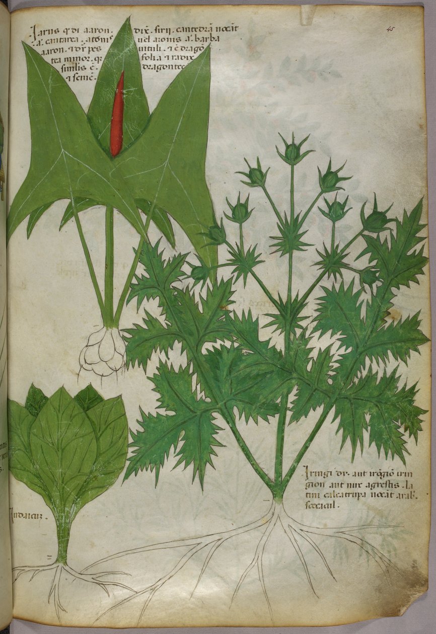 Botanisk illustration, ca. 1440 (blæk og farve på pergament) af Italian School
