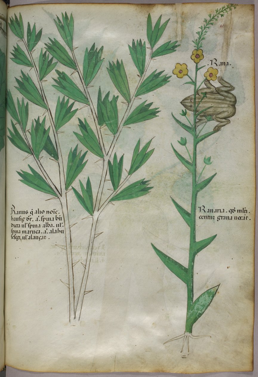 Botanisk illustration, ca. 1440 (blæk og farve på pergament) af Italian School