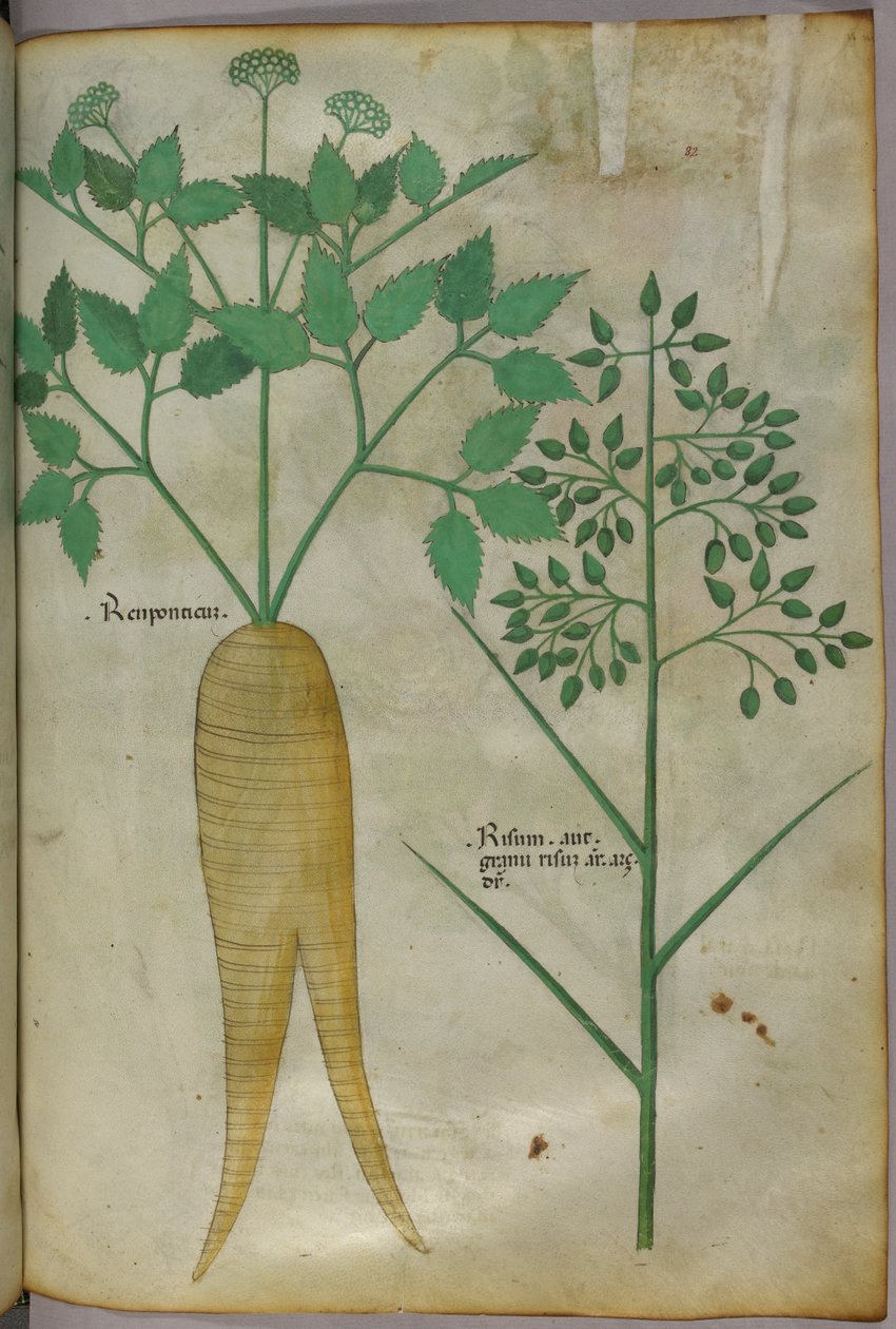 Botanisk illustration, ca. 1440 (blæk og farve på pergament) af Italian School