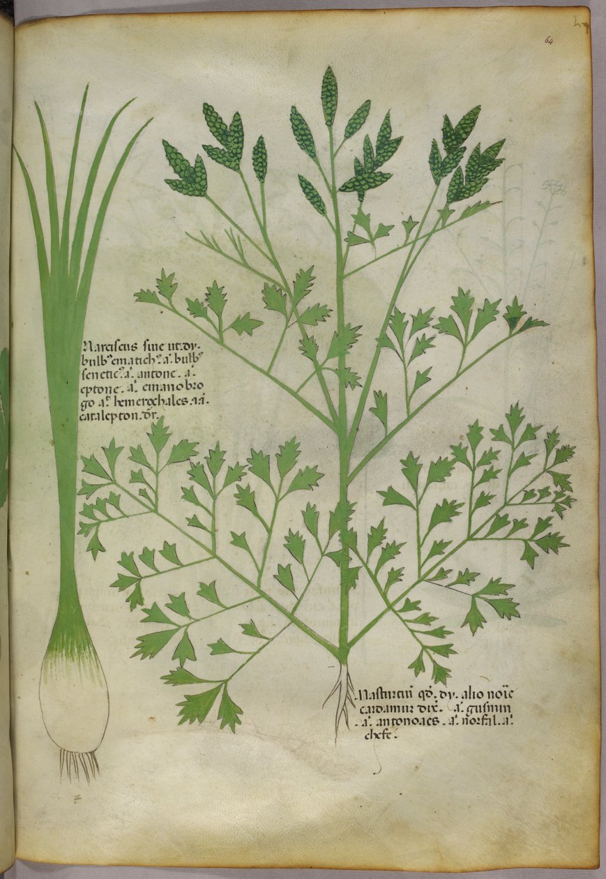 Botanisk illustration, ca. 1440 (blæk og farve på pergament) af Italian School