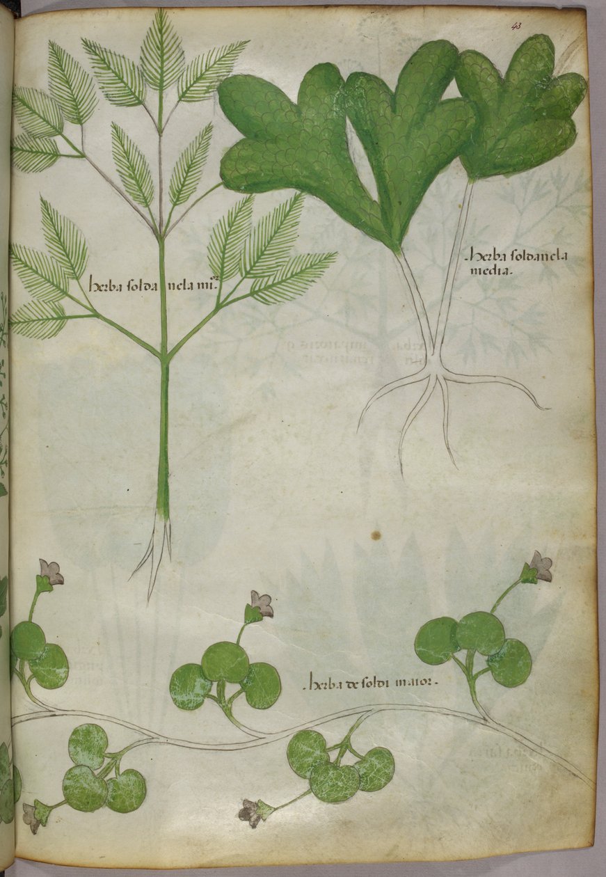 Botanisk illustration, ca. 1440 (blæk og farve på pergament) af Italian School