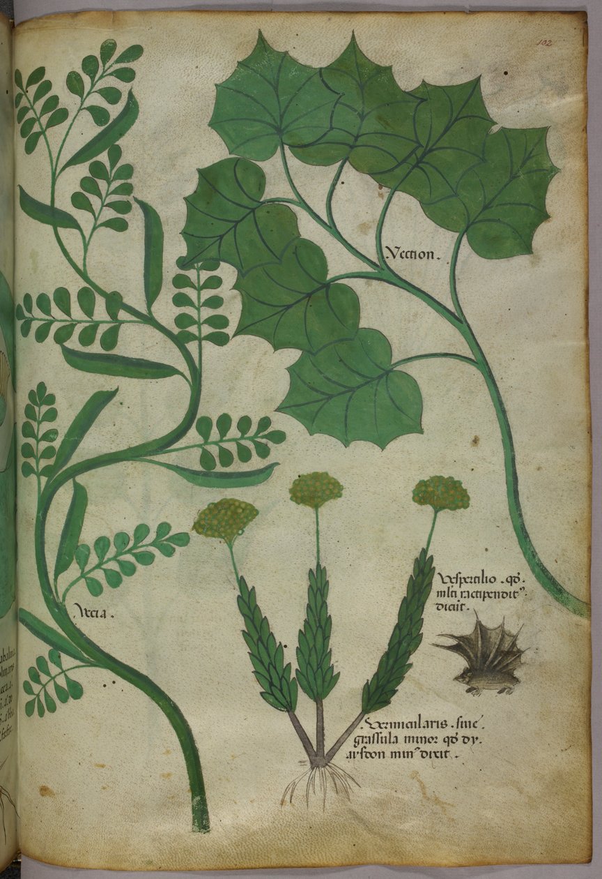 Botanisk illustration, ca. 1440 (blæk og farve på pergament) af Italian School