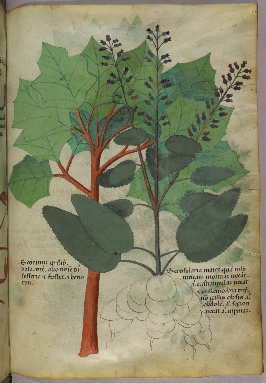 Botanisk illustration, ca. 1440 (blæk og farve på pergament) af Italian School