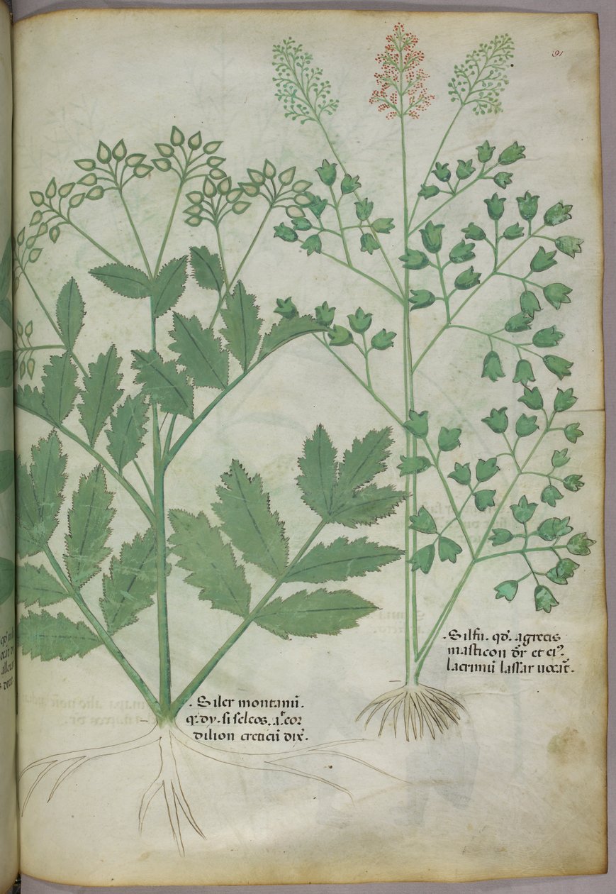Botanisk illustration, ca. 1440 (blæk og farve på pergament) af Italian School