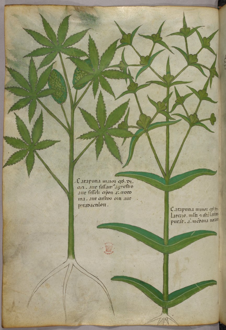 Botanisk illustration, ca. 1440 (blæk og farve på pergament) af Italian School