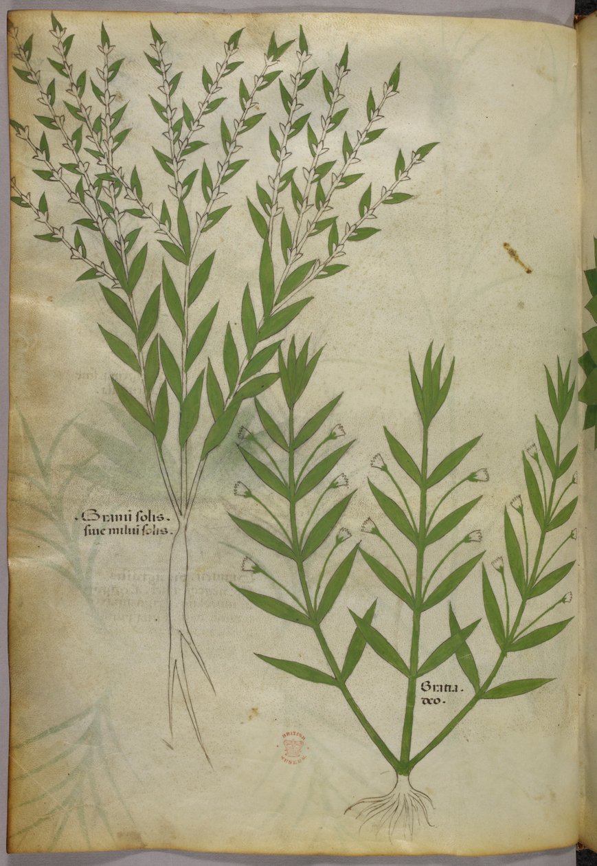 Botanisk illustration, ca. 1440 (blæk og farve på pergament) af Italian School