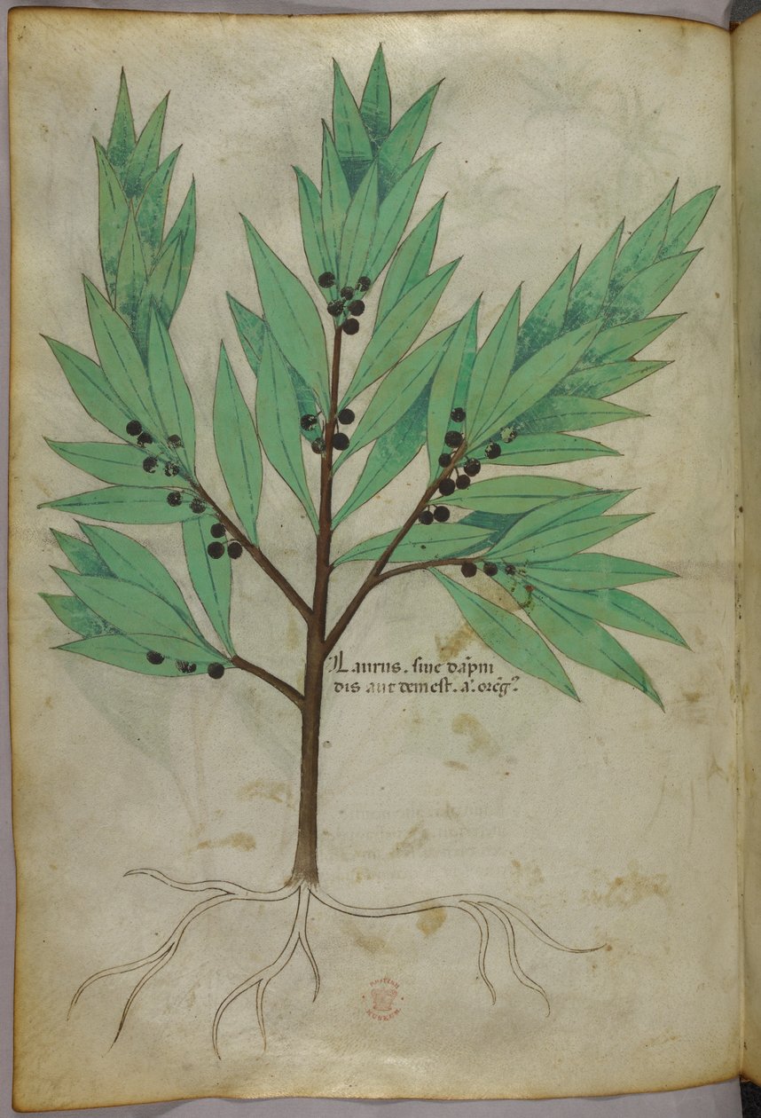 Botanisk illustration, ca. 1440 (blæk og farve på pergament) af Italian School