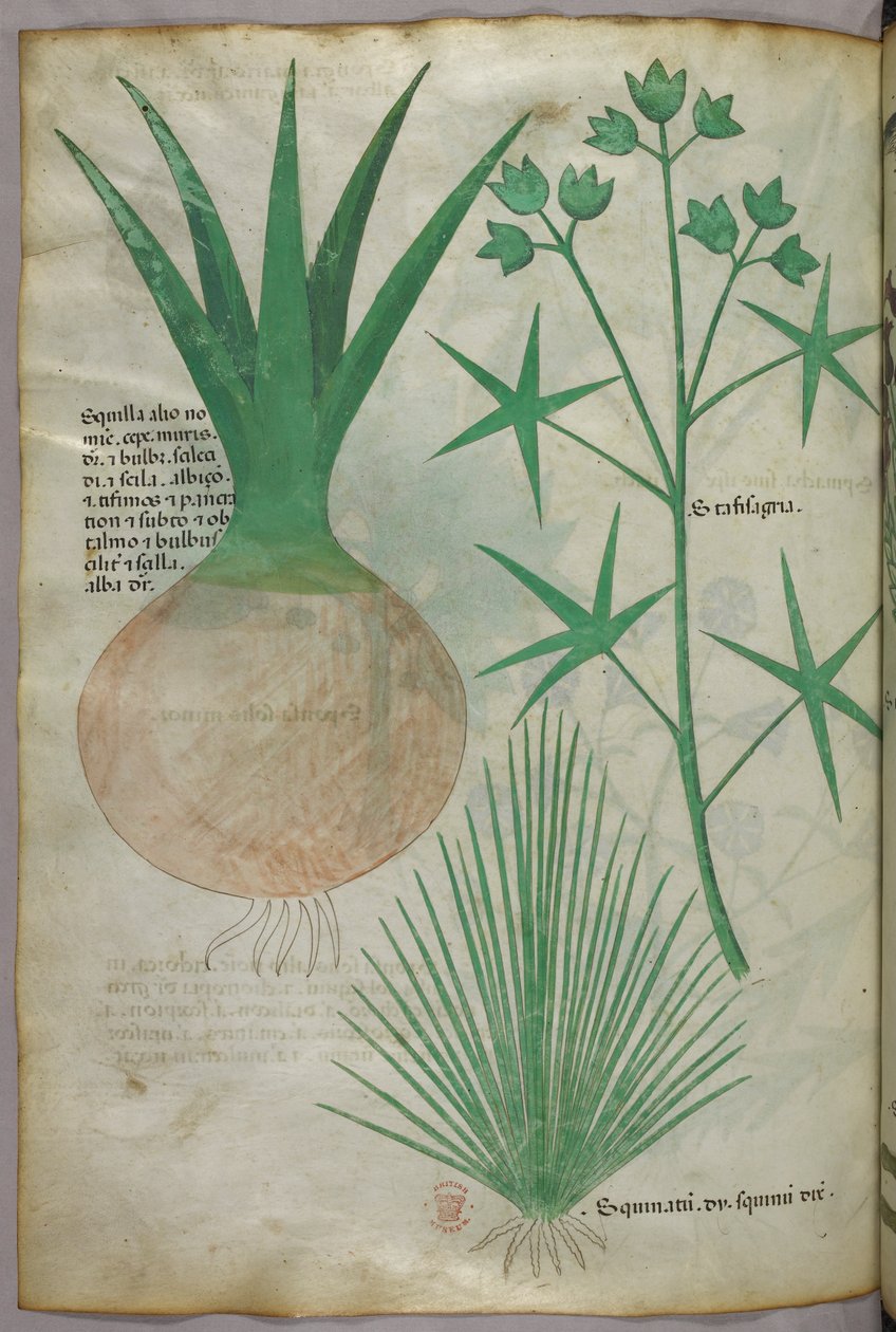 Botanisk illustration, ca. 1440 (blæk og farve på pergament) af Italian School