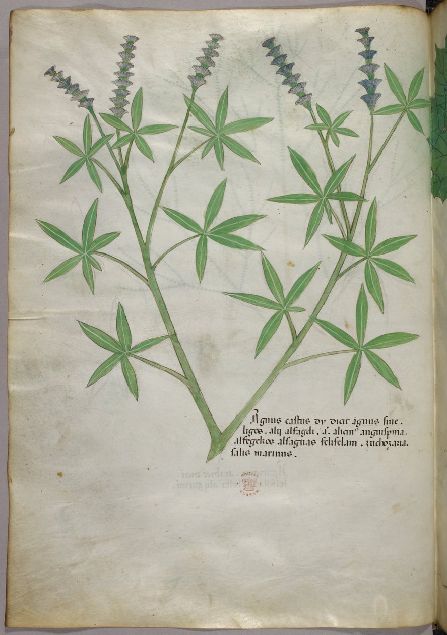 Botanisk illustration, ca. 1440 (blæk og farve på pergament) af Italian School