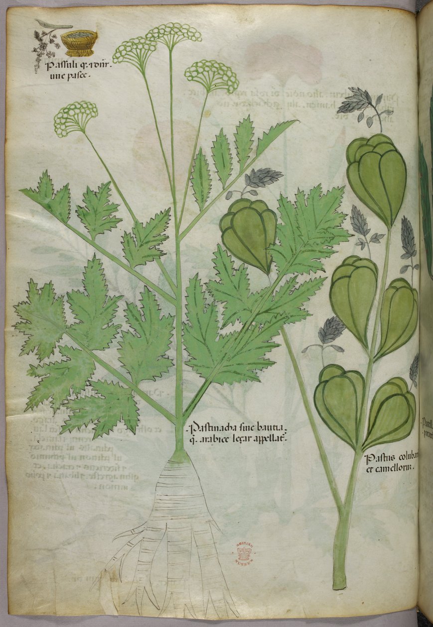 Botanisk illustration, ca. 1440 (blæk og farve på pergament) af Italian School