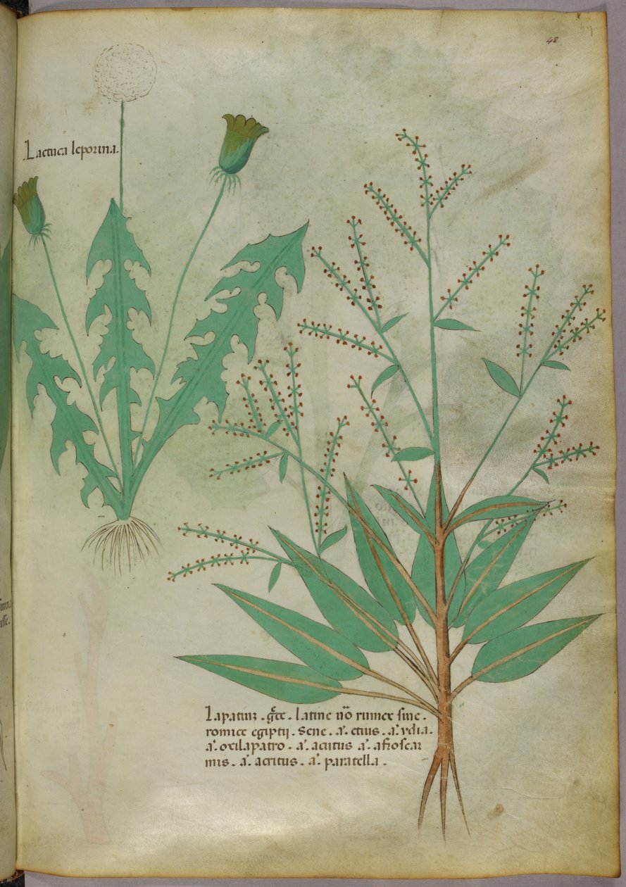 Botanisk illustration, ca. 1440 (blæk og farve på pergament) af Italian School