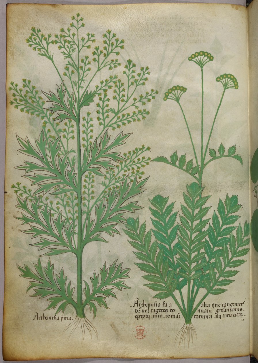 Botanisk illustration, ca. 1440 (blæk og farve på pergament) af Italian School