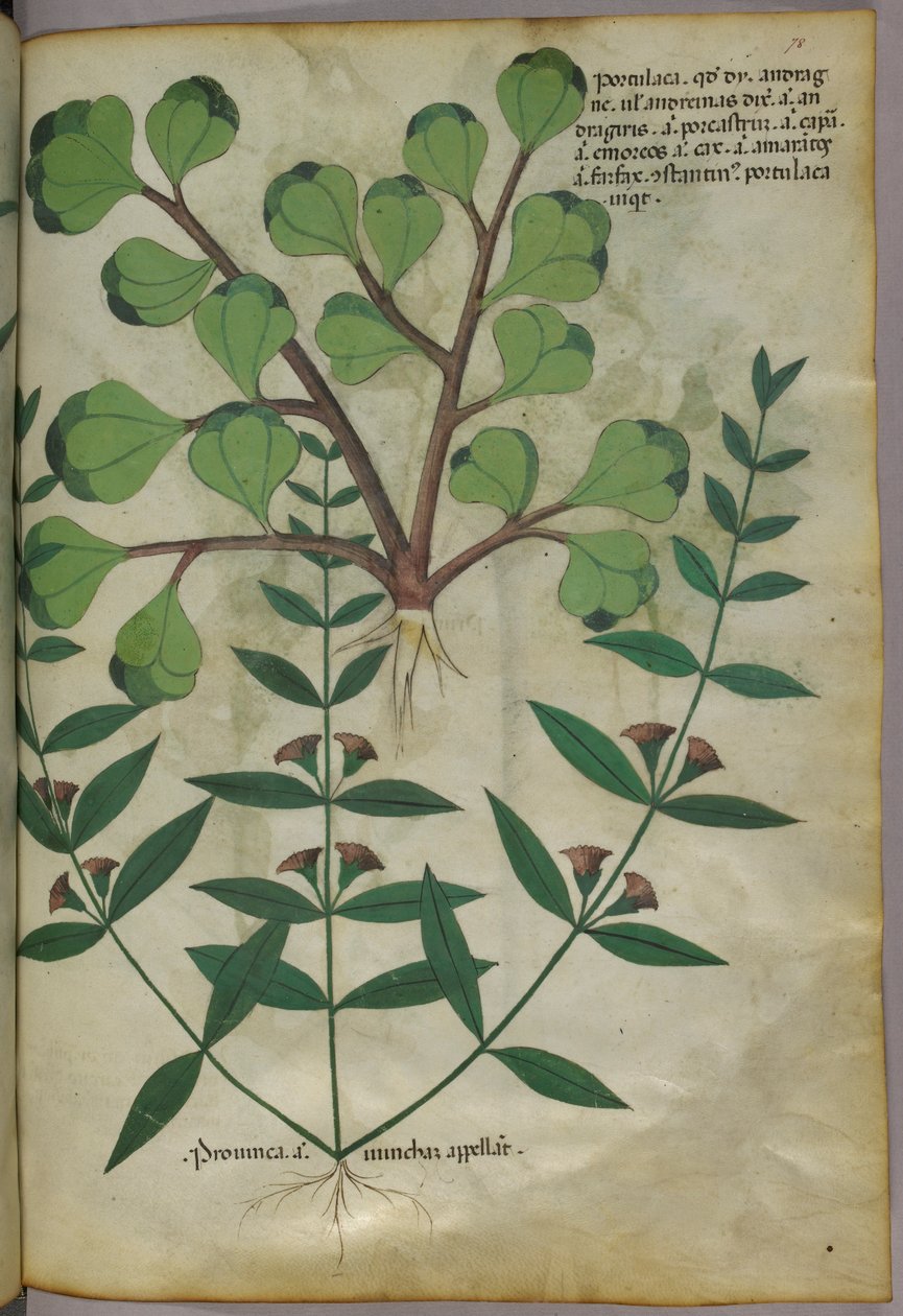 Botanisk illustration, ca. 1440 (blæk og farve på pergament) af Italian School