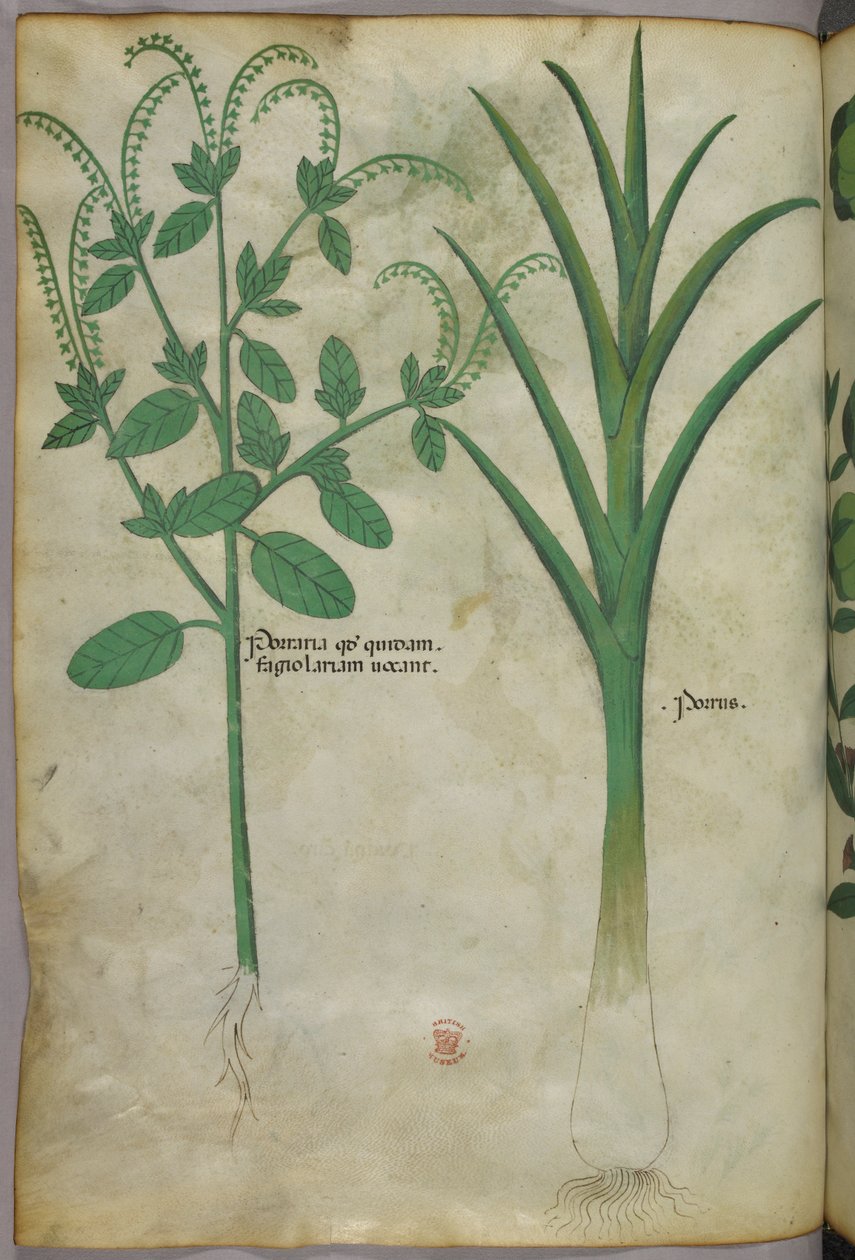 Botanisk illustration, ca. 1440 (blæk og farve på pergament) af Italian School